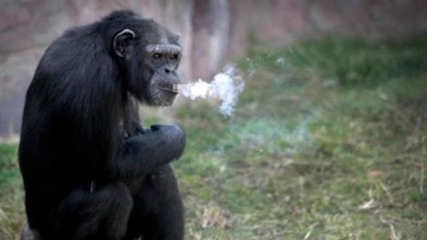 Ayrıca maymunun hayvanat bahçesinde alıştığı sigara alışkanlığı ve isteğinin de belli rehabilitasyon çalışmaları sonucu ortadan kaldırıldığı bildirildi.