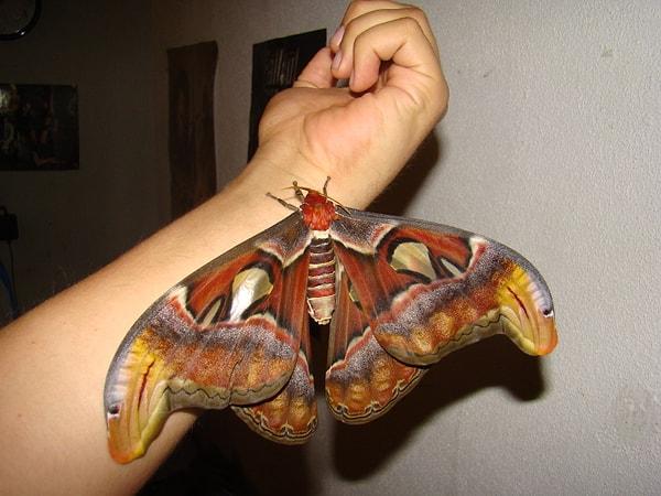7. Atlas kelebeği olarak bilinen Atlas güvesi, 24 santimetreye varan kanat açıklığıyla en büyük kelebek türlerinden biridir.