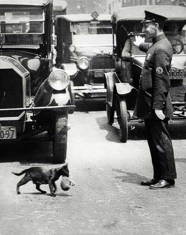 4. New York'ta 1925 yılında bir kedinin yavrusuyla sağ salim karşıya geçebilmesi için trafiği durduran polis.