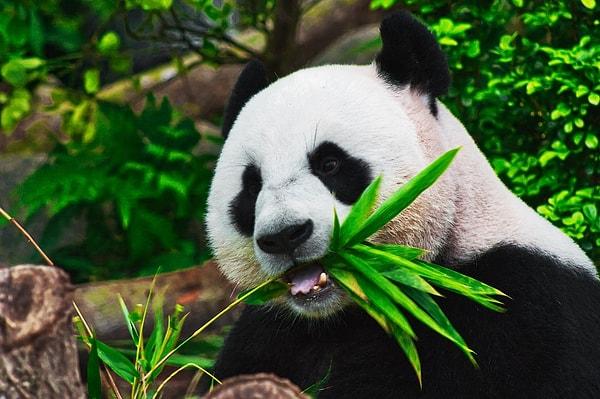 4. 1972'de Çin, ABD'ye ulusal hayvanat bahçelerine koymaları için iki devasa panda hediye etti.
