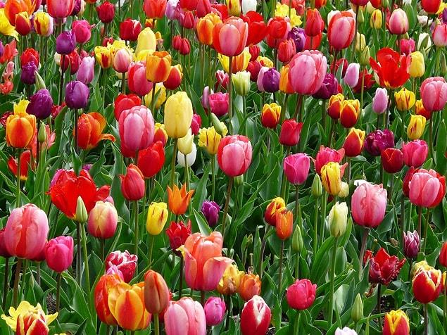5. Les Pays-Bas ont envoyé 100 000 bulbes de tulipes au Canada en 1945.