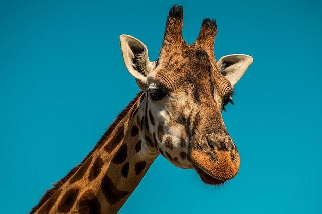 8. La première girafe de France était un cadeau d'un général égyptien au roi de France...