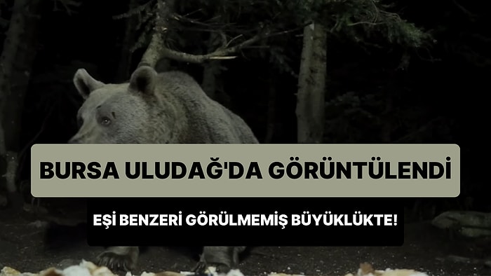 Yaban Hayatı Gözlemcisi Tarafından Bursa Uludağ'da Daha Önce Görülmemiş Büyüklükte Bir Boz Ayı Görüntülendi