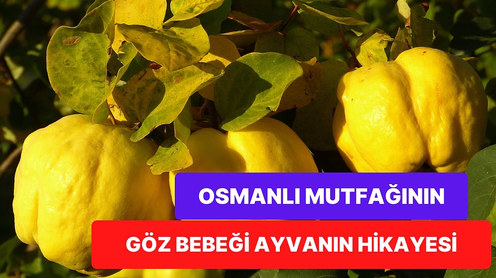 Savaşların Başlamasına Sebep Olan Dünyanın En Eski Meyvesi Ayvanın Daha Önce Duymadığınız Hikayesi