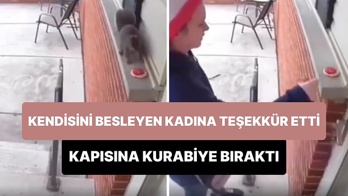 Kendisini Besleyen Kadına Teşekkür Etmek İçin Kapıya Kurabiye Bırakan Sincap