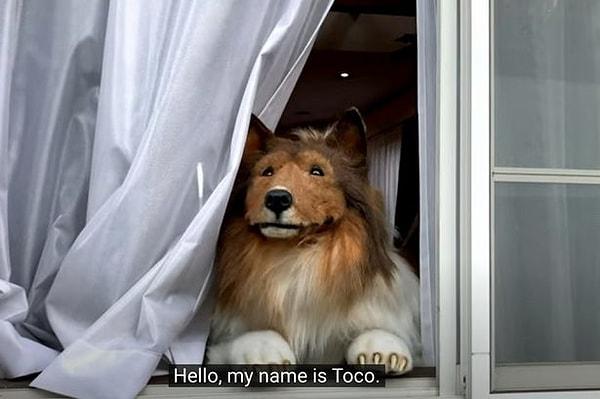 12 bin 500 sterlin yani yaklaşık 280 bin Türk Lirası değerindeki bir köpek kostümü giyerek sosyal medyada köpek gibi davrandığı anları paylaşan Toco, viral oldu.