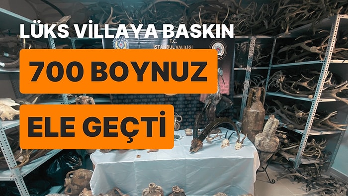 Kadıköy'de Tarihi Eser Operasyonu: 700 Hayvan Boynuzu Ele Geçirildi