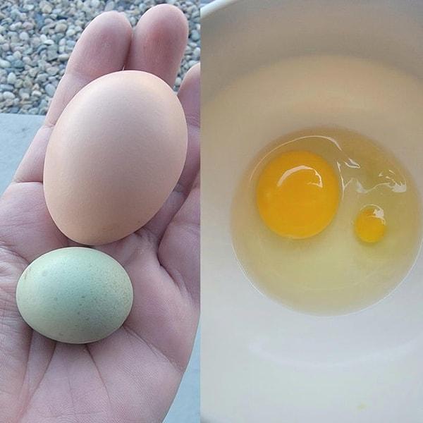 12. Farklı boyutlardaki yumurtaların sarısı.