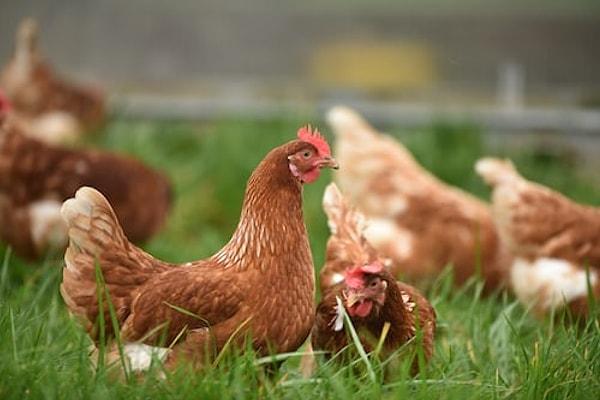 2. Tavuklar, belirli sayıda insan ve hayvanın suratlarını tanıyabilmektedir. Bu sayı genellikle yüz civarındadır.