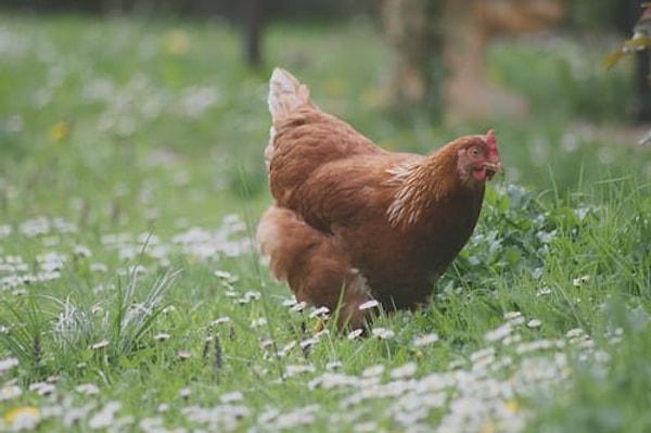 9. Dünya çapında, ortalama her 0,05 saniyede doksan yedi tavuk öldürülüyor.