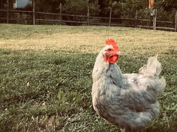 19. Tavuklar hepçildir ve bir tavuk, beslenmesinden memnun kalmazsa kendi çiğ yumurtalarından yiyebilir.