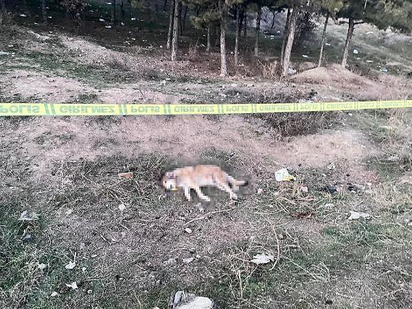 Köpeklerin tüfekle vurularak öldürüldüğünü gören hayvanseverler, durumu polise bildirdi. İhbar üzerine olay yerine gelen polis, bölgede incelemede bulundu.