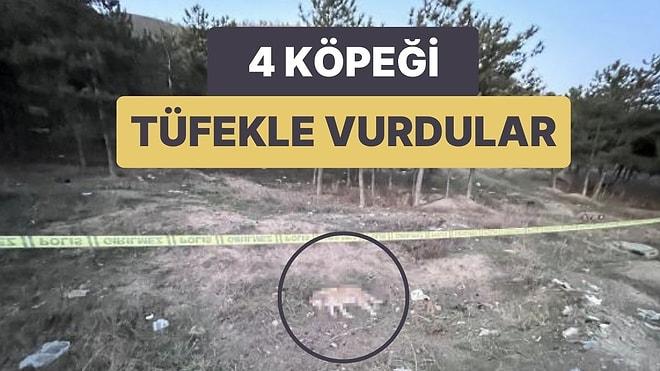 Ankara'da 4 Köpek Tüfekle Vurulmuş Halde Bulundu