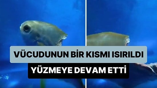 Vücudunun Bir Kısmı Isırılan Balığın Yüzmeye Devam Ettiği Viral Olan Görüntüler