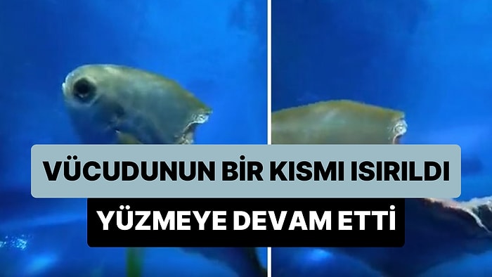 Vücudunun Bir Kısmı Isırılan Balığın Yüzmeye Devam Ettiği Viral Olan Görüntüler