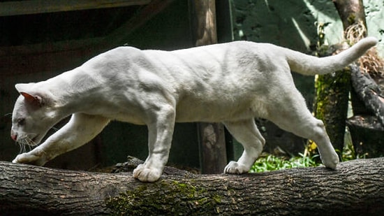 Bir Çocuk Tarafından Bulunan 'Albino Oselo' Bilim İnsanlarını Endişelendirdi