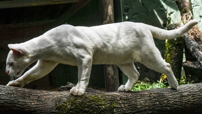 Bir Çocuk Tarafından Bulunan 'Albino Oselo' Bilim İnsanlarını Endişelendirdi