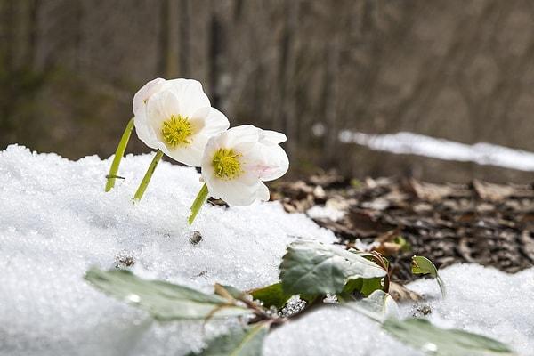 9. Verilen bitki türlerinin hangisi soğuk koşullara daha dayanıklıdır?