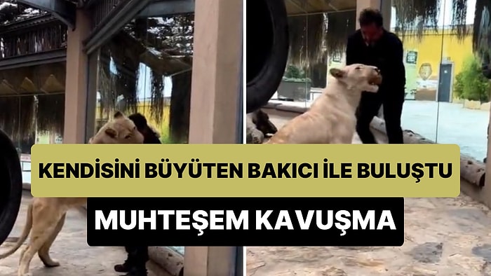 Annesi Reddedince Kendisi ile İlgilenen Bakıcısına Uzun Bir Süre Kavuşan Kaplanın İçinizi Isıtacak Görüntüleri