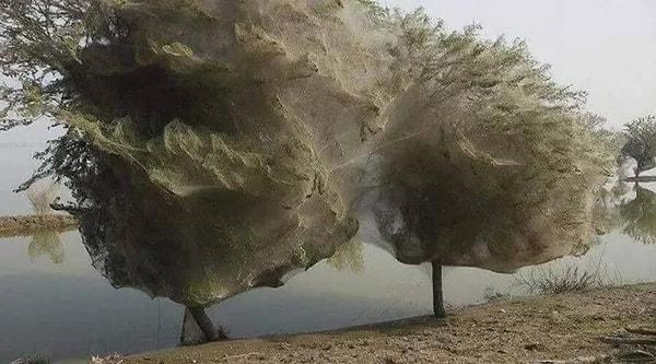 12. Avustralya'da sel bölgesinde gerçekleşen örümcek istilasından bir görüntü...