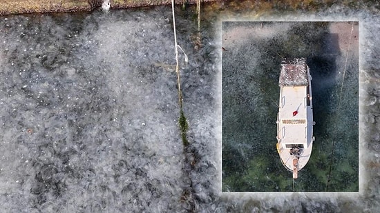 İstanbul Boğazı'nı Denizanaları İstila Etti