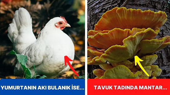 Tavuklar Hakkında Daha Önce Hiç Duymamış Olduğunuzu Düşündüğümüz Birbirinden İlginç 25 Şaşırtıcı Bilgi