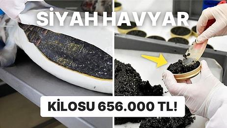 Kilosu 35.000$'dan Satılan Dünyanın En Pahalı ve Lüks Yiyeceklerinden Biri Siyah Havyarın Üretim Süreci