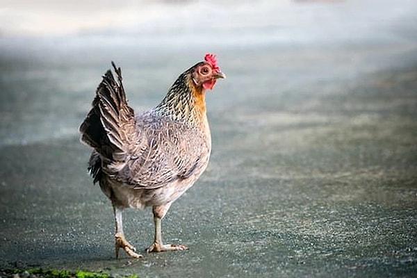 20. Tavuklar klasik müzik dinlerse daha büyük ve daha ağır yumurtlayabilirler.