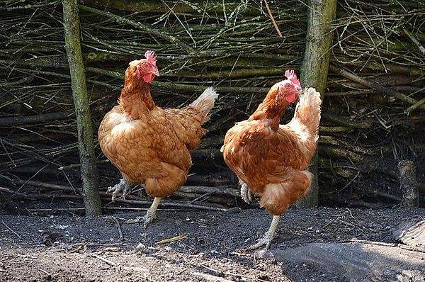 3. Bir tavuk günde elli kez kuluçkaya yatar ve bu, yılda 300'den fazla yumurta anlamına gelmektedir.