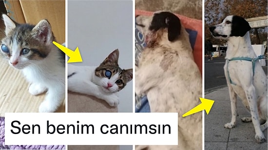 Sağlıksız Koşullardaki Patili Dostlarımızı Yeni Hayata Kavuşturan Kullanıcılardan İç Isıtan Paylaşımlar