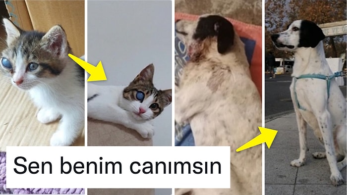 Sağlıksız Koşullardaki Patili Dostlarımızı Yeni Hayata Kavuşturan Kullanıcılardan İç Isıtan Paylaşımlar