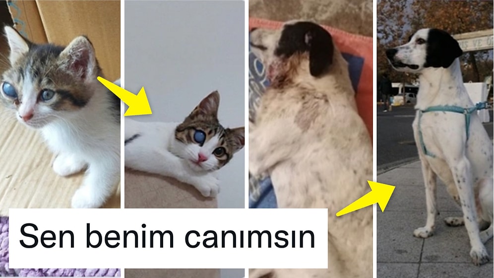 Sağlıksız Koşullardaki Patili Dostlarımızı Yeni Hayata Kavuşturan Kullanıcılardan İç Isıtan Paylaşımlar