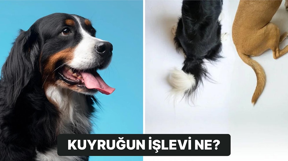 Yapılan Yeni Bir Araştırmaya Göre Köpeklerin Kuyruklarının Ne İşe Yaradığı Ortaya Çıktı!