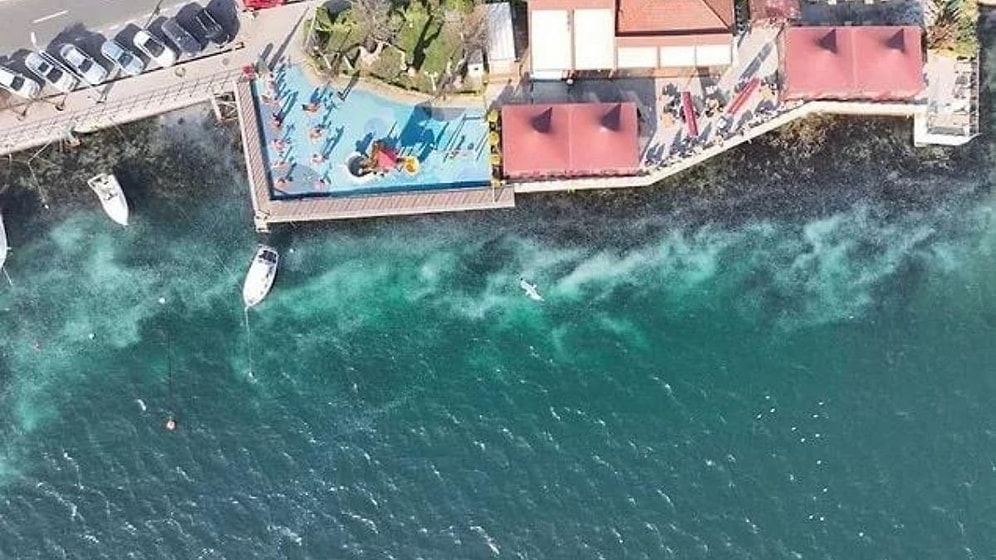 İstanbul Boğazı'nda Denizanası İstilası: 'Balık Stoklarında Azalmaya Neden Oluyor'