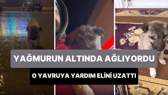 Yağmurda Islanıp Ağlayan Yavru Köpeğe Yardım Edip Mahallesine Bekçi Olarak Atayan Güzel İnsan