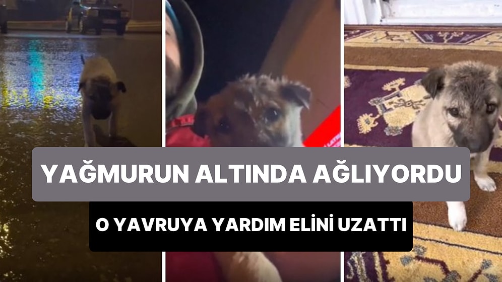 Yağmurda Islanıp Ağlayan Yavru Köpeğe Yardım Edip Mahallesine Bekçi Olarak Atayan Güzel İnsan