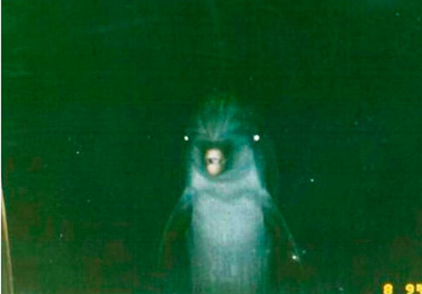 6. Причина, по которой океанариумы и дельфинарии закрыты по ночам