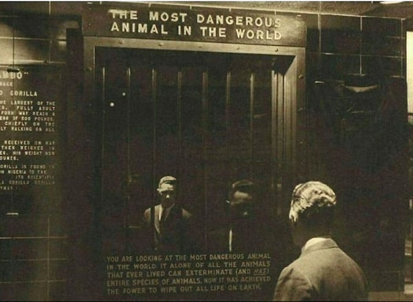 11. В 1963 году в зоопарке Бронкса в Нью-Йорке был выставка под названием "Самое опасное животное в мире", это было зеркало.
