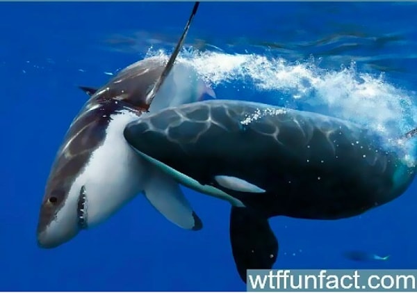 12. В 2000 году косатка убила Большую белую акулу близ калифорнийских островов Фараллон. Запах мертвой акульей туши заставил всех Больших белых акул исчезнуть. Было замечено, что одна Большая белая акула со спутниковой меткой в этом районе немедленно нырнула на глубину 500 метров, а затем поплыла к Гавайям.