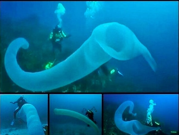 13. Знаете ли вы, что океаны полны массивных, полых существ, похожих на червей и называющихся Пиросомами? Эти существа могут достигать размера кашалота.