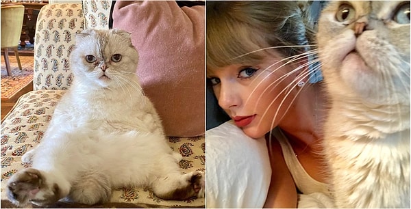 Taylor Swift'in kedisi Olivia, net 97 milyon dolar servetiyle dünyanın en zengin üçüncü evcil hayvanı olmayı başardı.