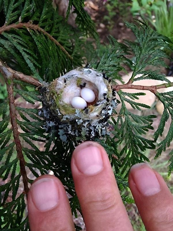 16. Sinek kuşlarının yumurtalarıyla görüntülenen yuvaları👇