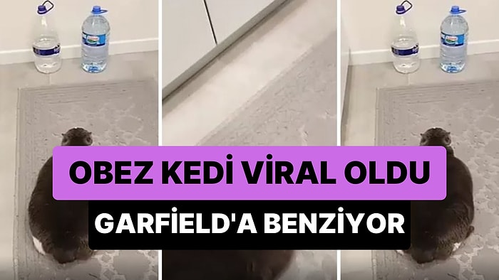 Fırındaki Böreği Bekleyen ve Garfield'a Benzeyen Obez Kedinin Viral Olan Görüntüleri