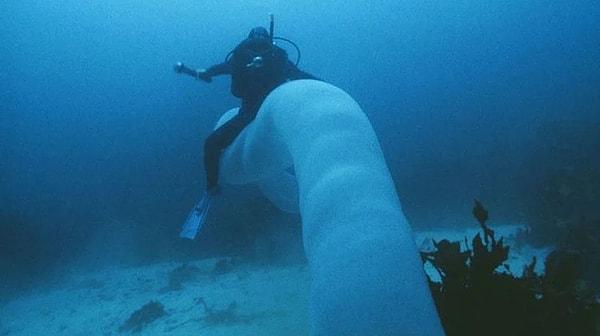 11. Okyanusun diplerinde yaşayani "pirozom" ismi verilen ve serbest yüzen kolonyal tunikler var.