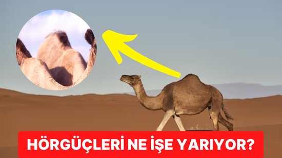 Develerin Neden Hörgücü Vardır?