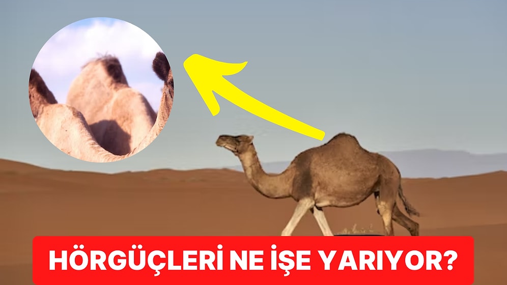 Develerin Neden Hörgücü Vardır?