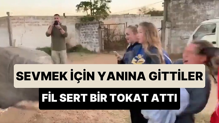 Sevmeye Çalıştıkları Filden Sert Bir Tokat Yiyen Kadının Çığlık Çığlığa Kaldığı Anlar