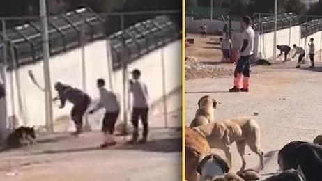 Konya’daki ‘Köpek Katliamı’ Skandalında Yeni Gelişme: İtiraz Reddedildi