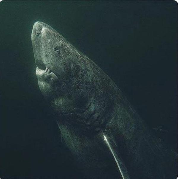 4. Grönland köpekbalıkları 5 m uzunluğa kadar büyüyebilir ve son derece yavaş olgunlaşır.