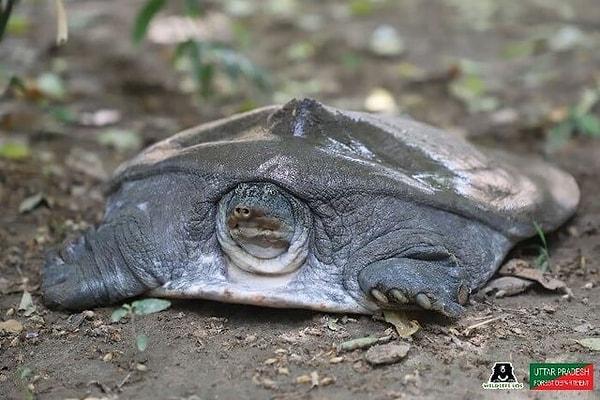 8. Daha önce böyle bir kaplumbağa görüş müydünüz?